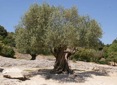 Olive Tree